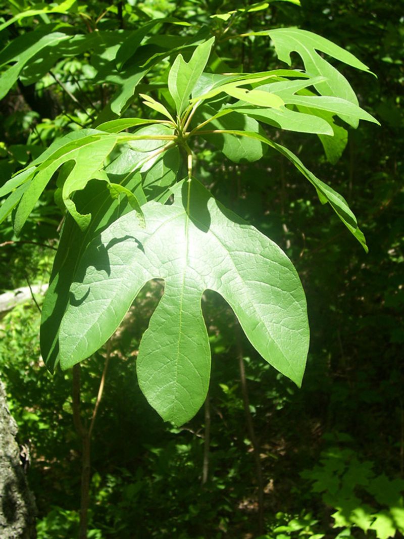 Sassafras Oil