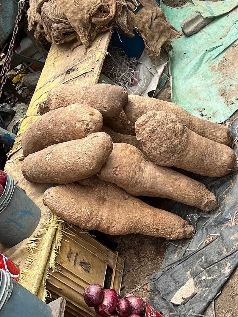 Botanical Classification Reveals The Truth