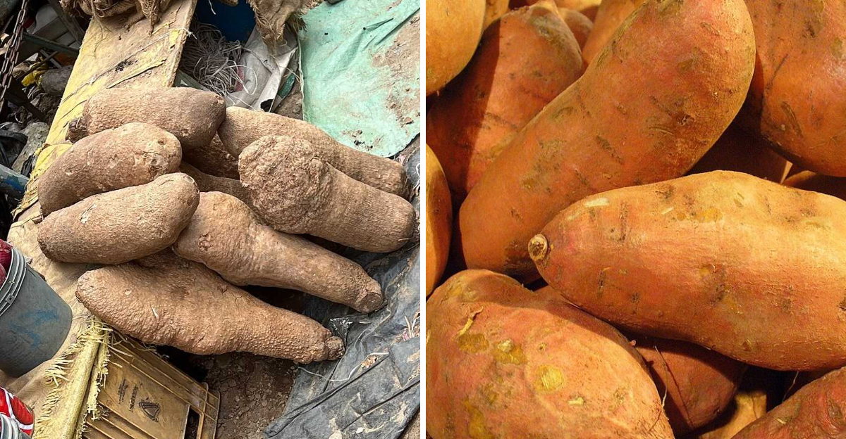 Yams Vs. Sweet Potatoes: A Simple Guide To Telling Them Apart