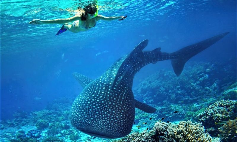 Ningaloo Reef, Western Australia