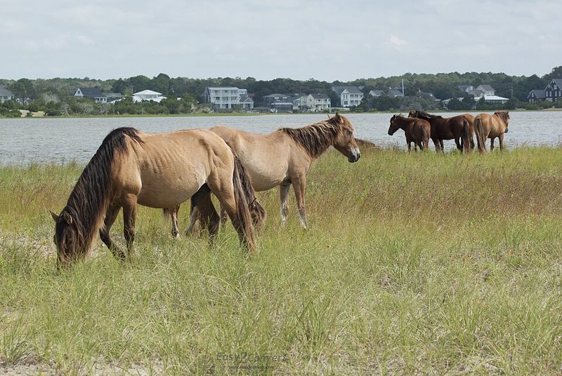 Rachel Carson Estuarine Reserve