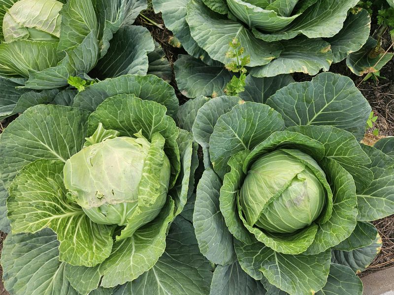 Cabbage