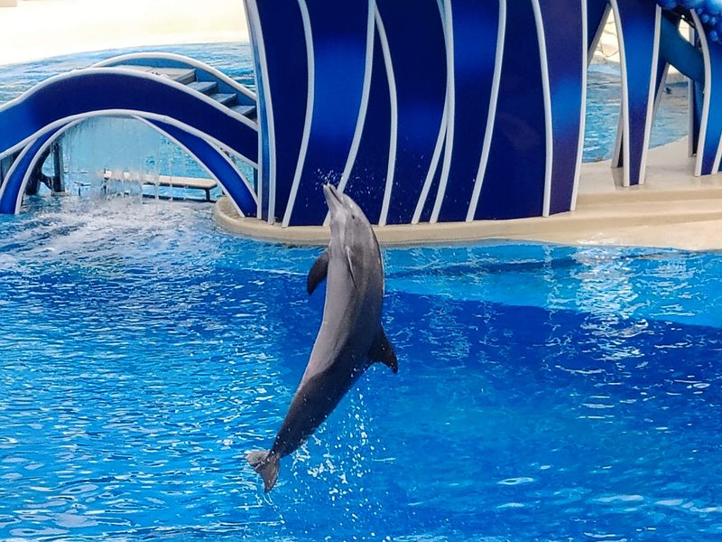 Commercialized Attractions: SeaWorld Orlando