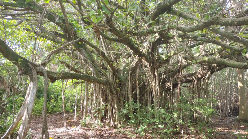 Community-Favored Spots: Hugh Taylor Birch State Park