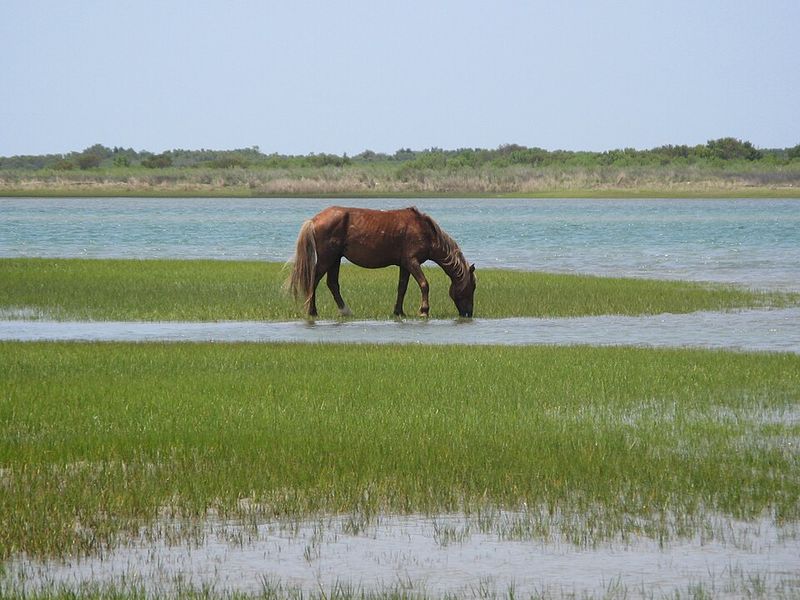 Shackleford Banks