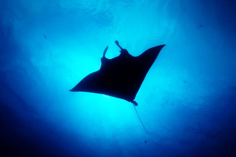 Revillagigedo Archipelago (Socorro region), Mexico