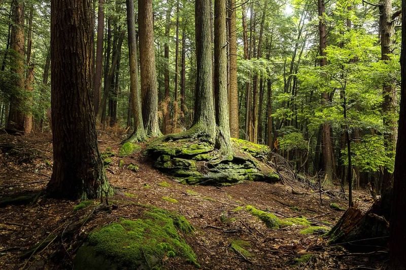 Cook Forest State Park