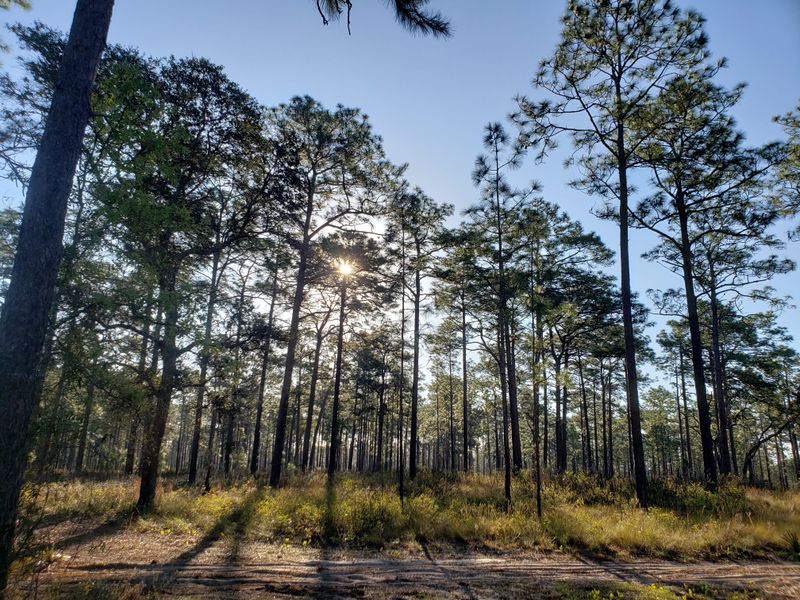 Ocala National Forest – Florida's Wild Interior Of Lakes, Trails, And Springs