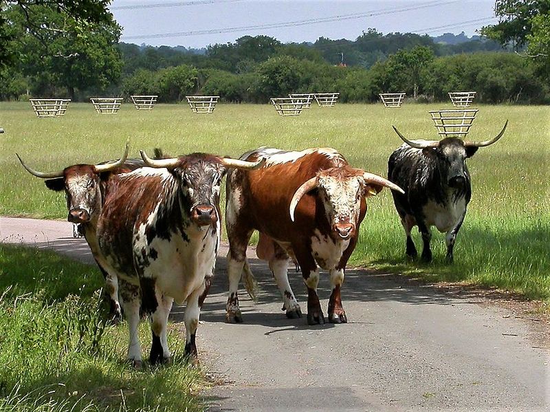 Learn The Art Of Cattle Roping