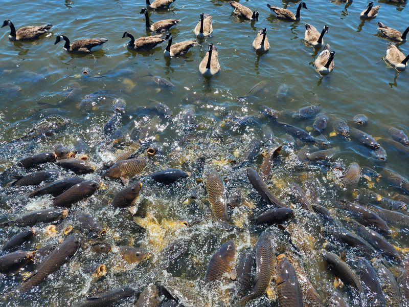 Pymatuning State Park