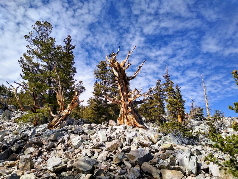 Great Basin National Park (Nevada)