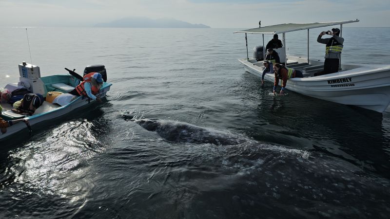Magdalena Bay, Baja California Sur, Mexico