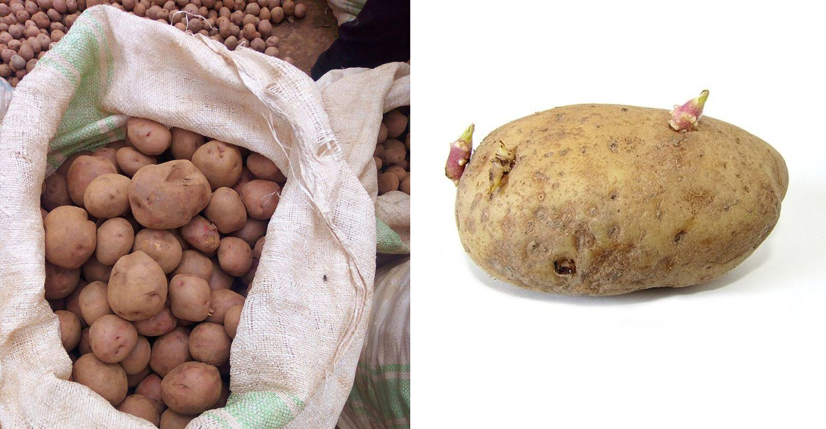 Simple Kitchen Methods To Extend The Freshness Of Potatoes