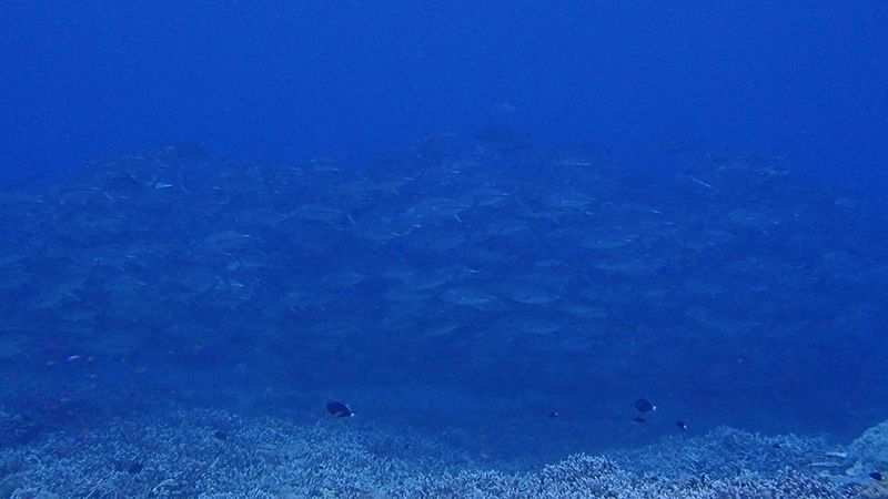 Tubbataha Reefs Natural Park, Philippines
