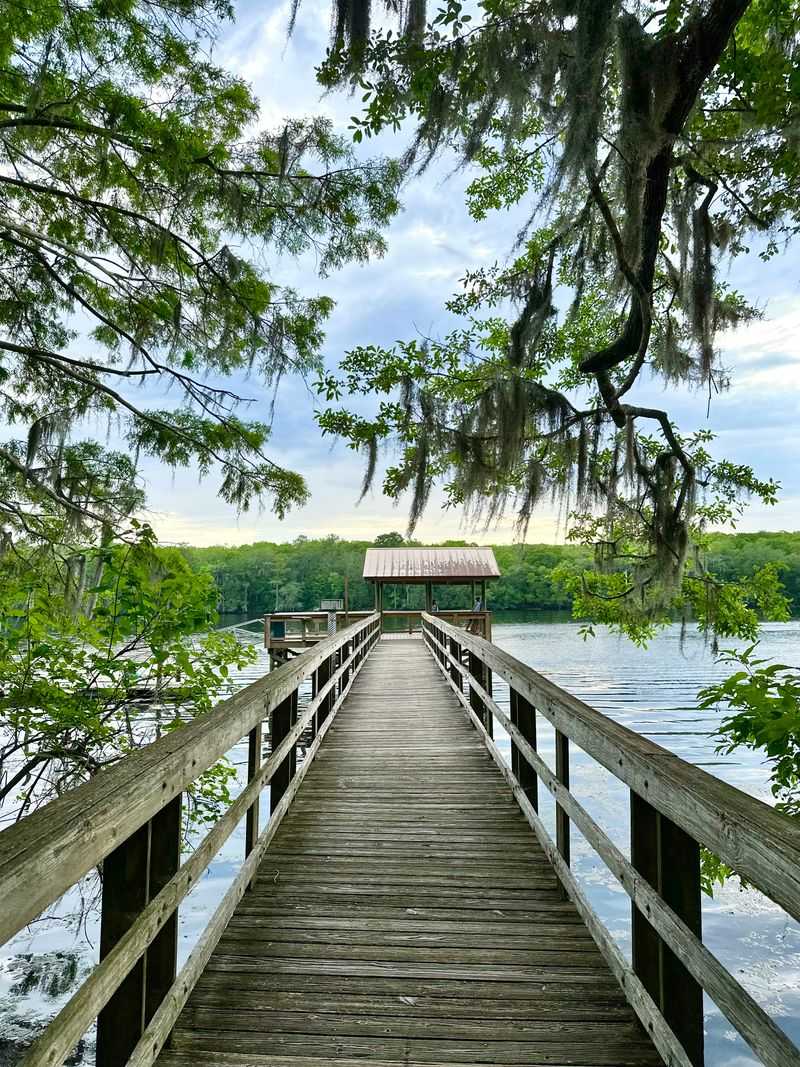 Manatee Springs – Ethical Manatee Encounters In Natural Springs