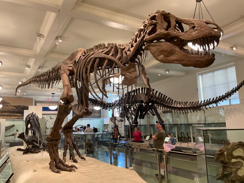 American Museum Of Natural History