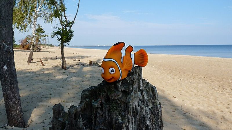 Nemo Doesn't Exist And Is Marlin's Grief Hallucination