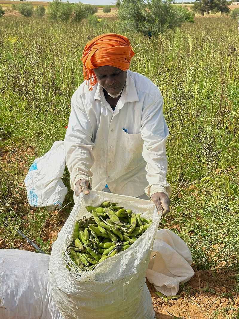 The Core Legume Question: Chickpeas Vs Fava Beans