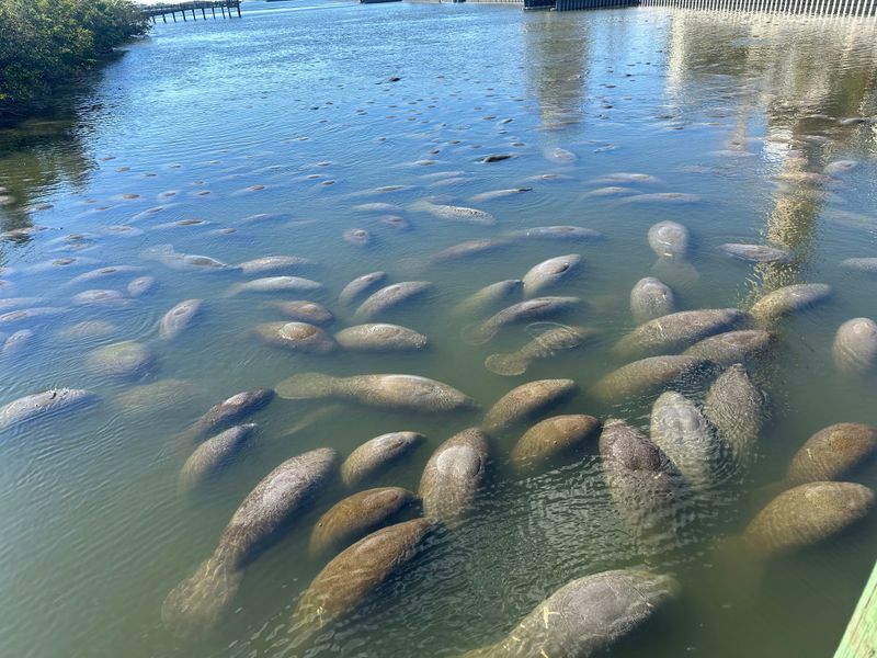 TECO Manatee Viewing Center