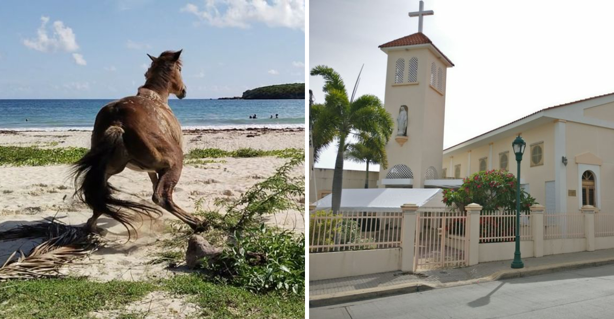 12 Vieques Island Spots Known For Beaches, Wildlife, And Quiet History