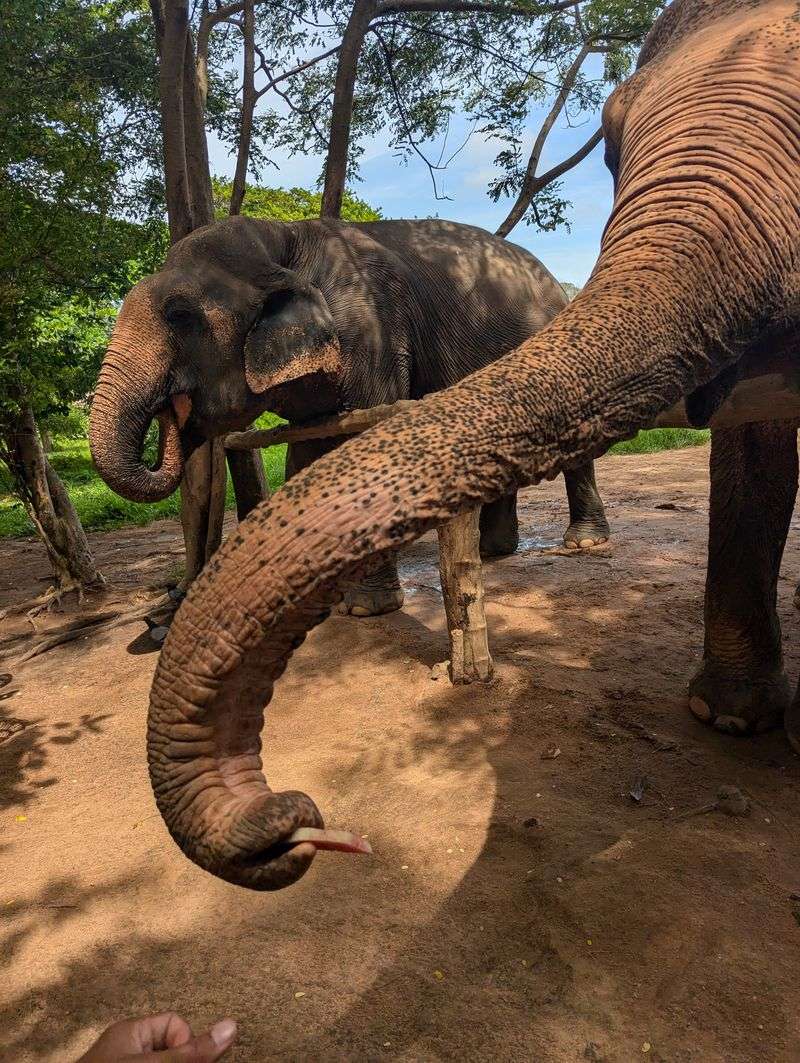Samui Elephant Sanctuary