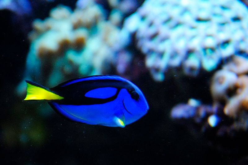 Dory