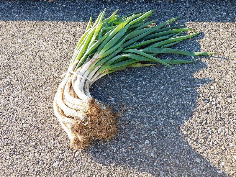Scallion / Green Onion (U.S.) Vs. Spring Onion (U.K.)