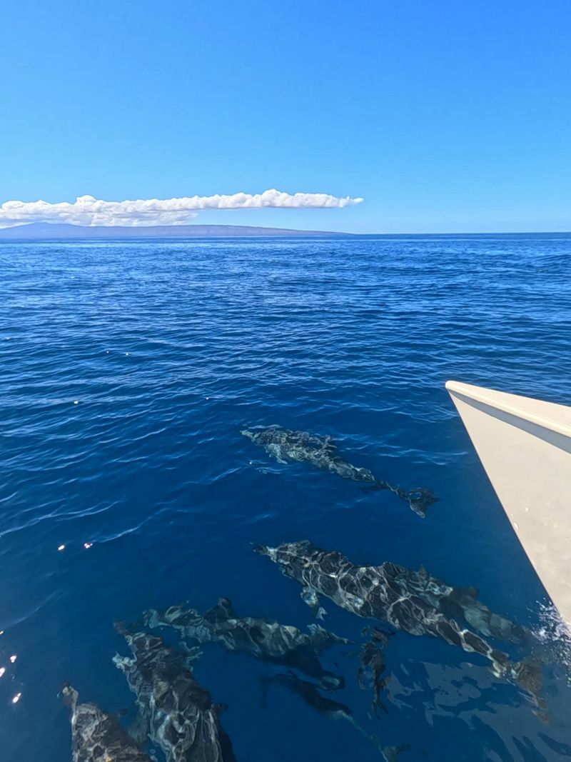 Book A Snorkel, Dive, Or Whale-Watching