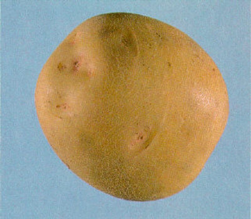 Choose the Right Potato: Yukon Gold Is Your Best Friend