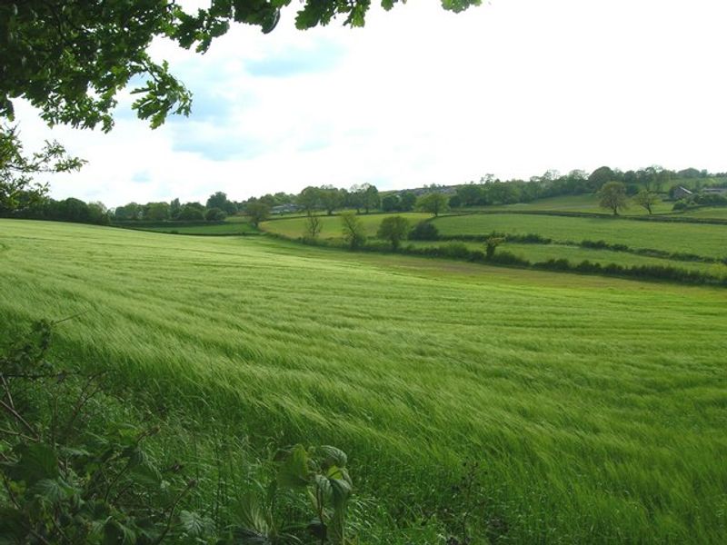 The Wind That Shakes the Barley (2006)