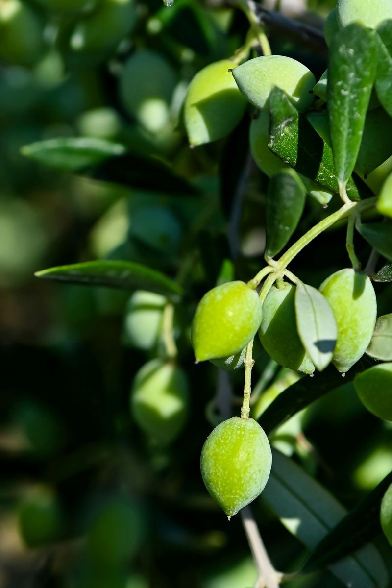 Castelvetrano Olives