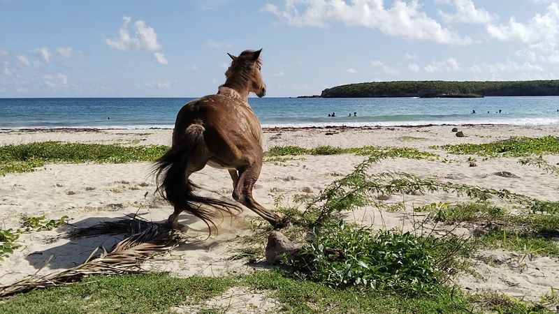 Vieques National Wildlife Refuge