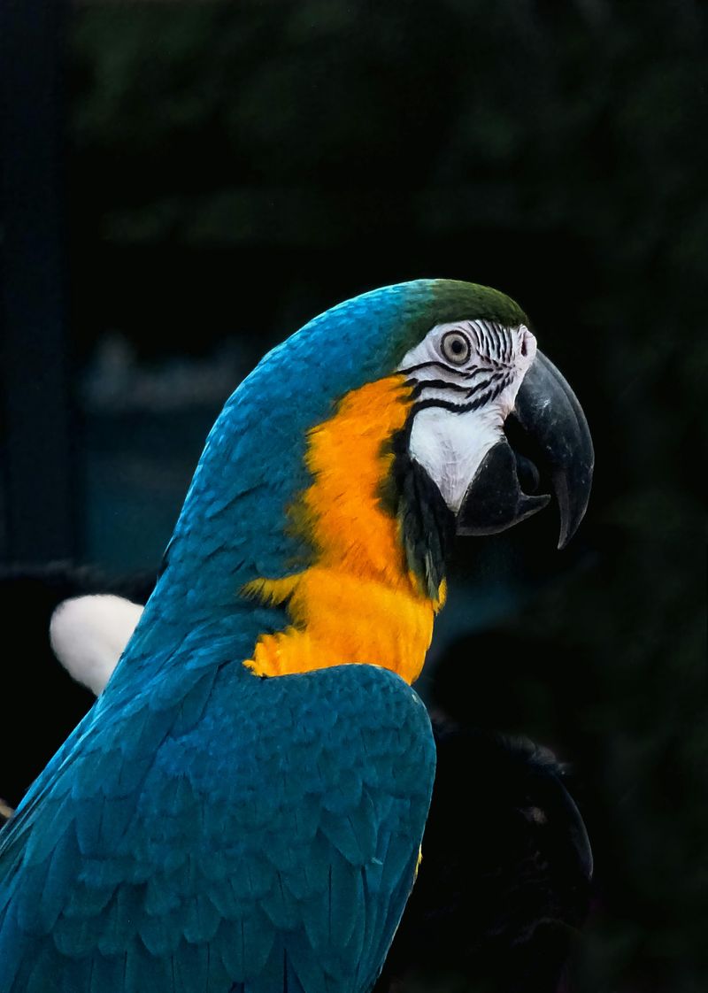 Parrots As Pirate Pets Were Extremely Rare