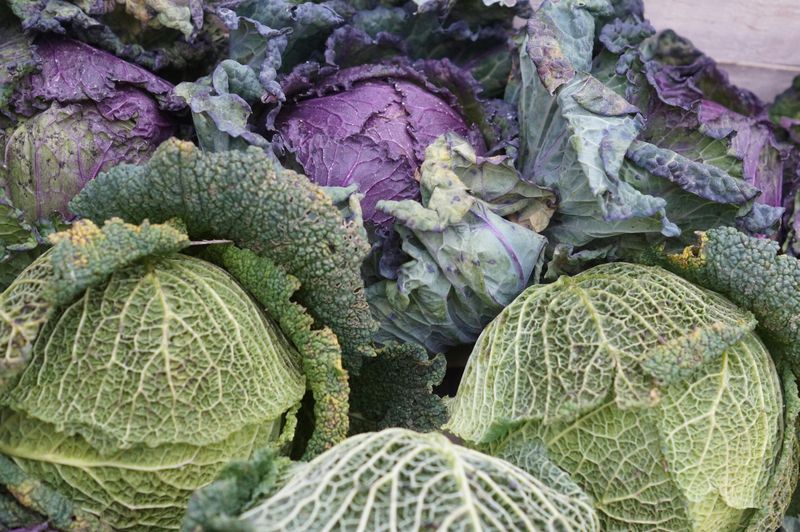 Cabbage As The “Always In The Fridge” Vegetable