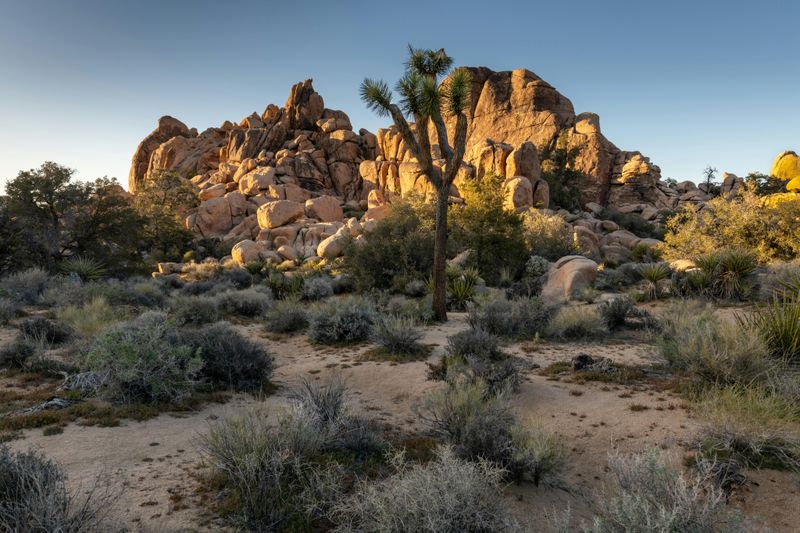 Joshua Tree