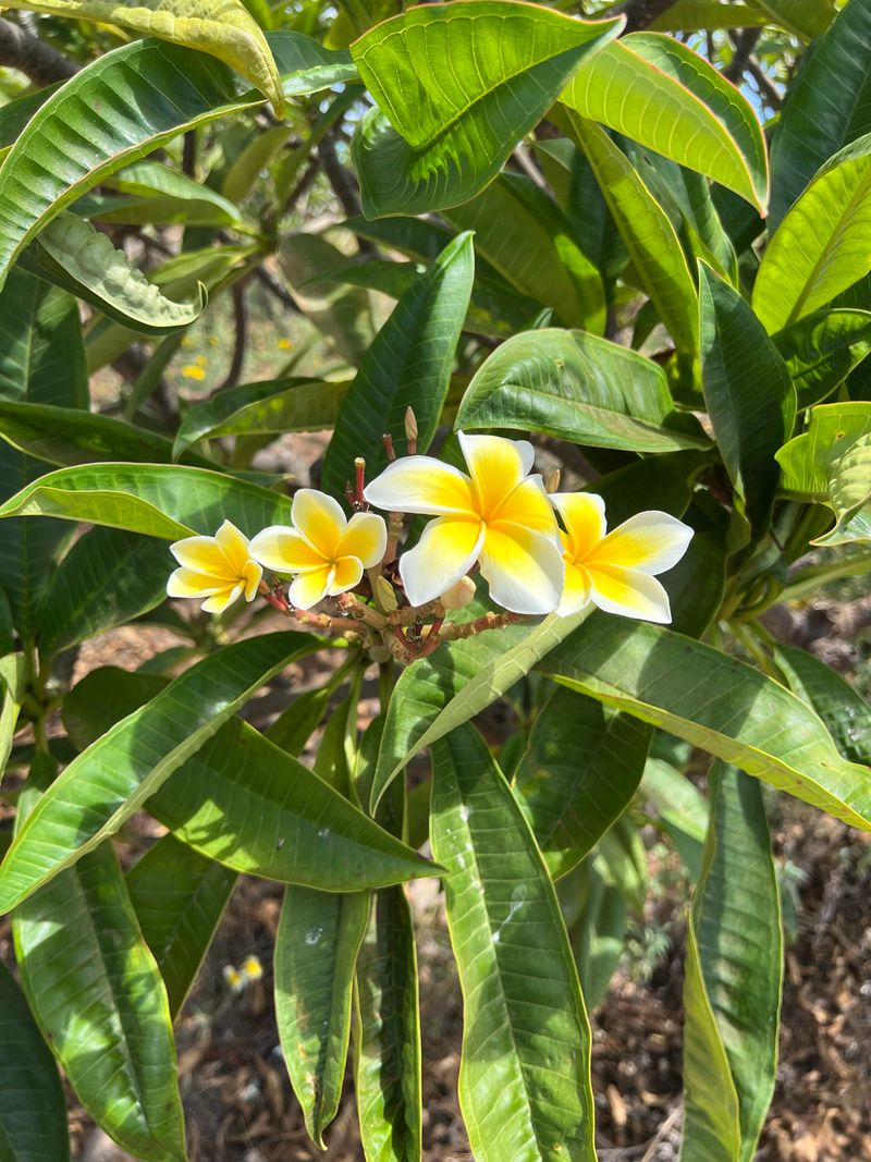 Visit Molokai Plumerias For A Farm Stop And Fresh Lei