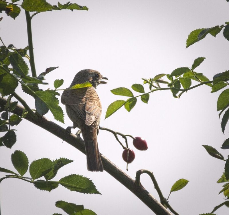 The Thorn Birds by Colleen McCullough