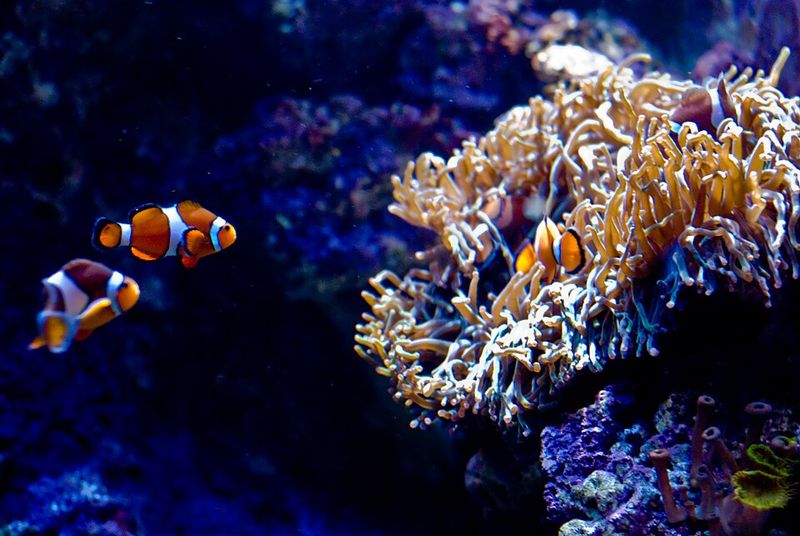 Finding Nemo — 