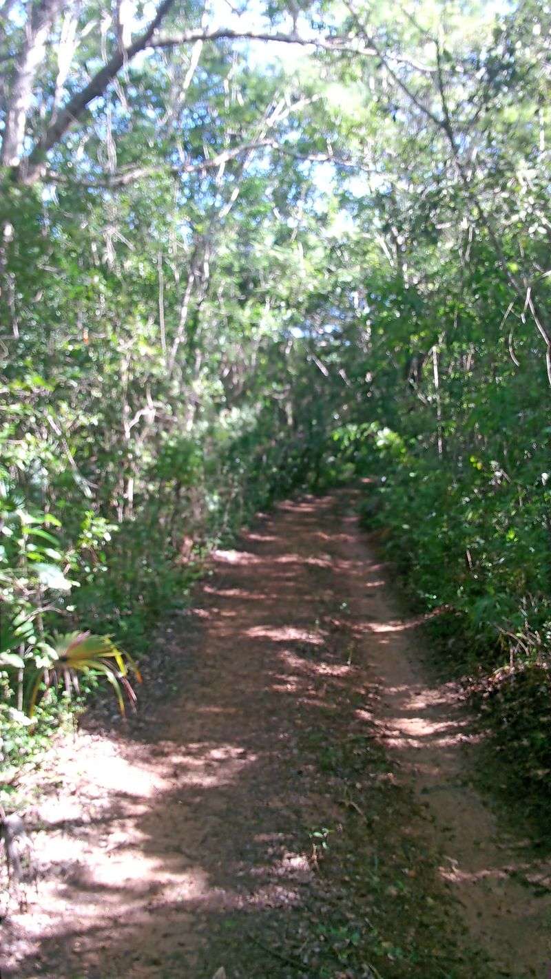 Trail To The Puerto Mosquito National Natural Landmark