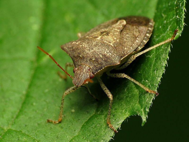 Stinkbugs (Southern Africa and Mexico)