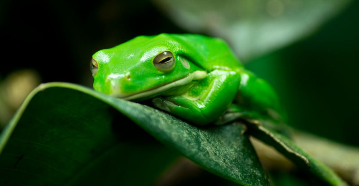 10 Frog-Filled Far Side Comics With Perfect Comic Timing