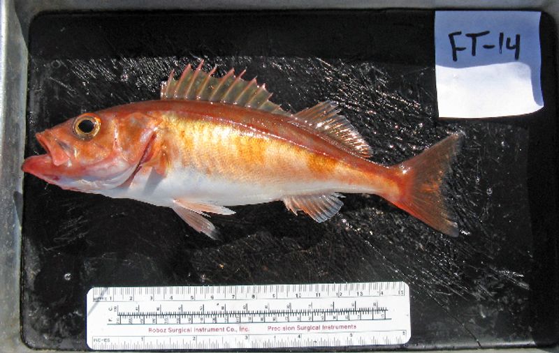 Chilipepper Rockfish