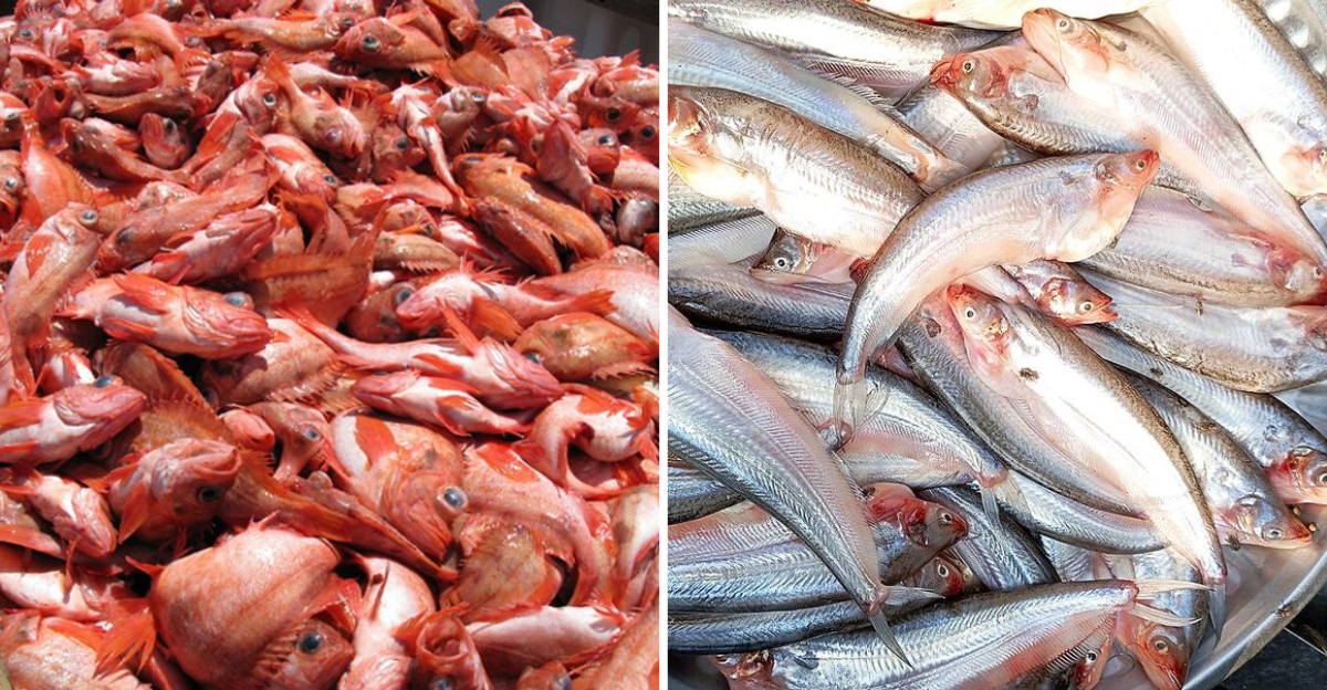12 Fish That Taste Better Than You Expect