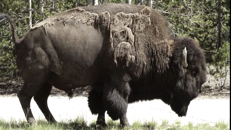 Getting Too Close To Wildlife