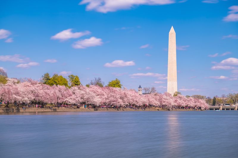 Washington, D.C. — Cherry Blossoms at the Tidal Basin