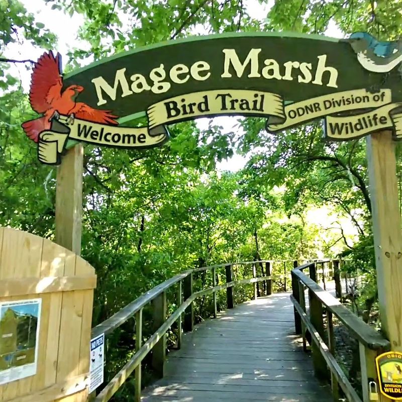 Magee Marsh Wildlife Area, Ohio