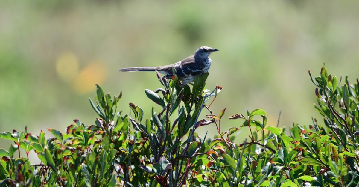 20 Bird-Watching Spots Across The US That Are Worth Packing Binoculars For