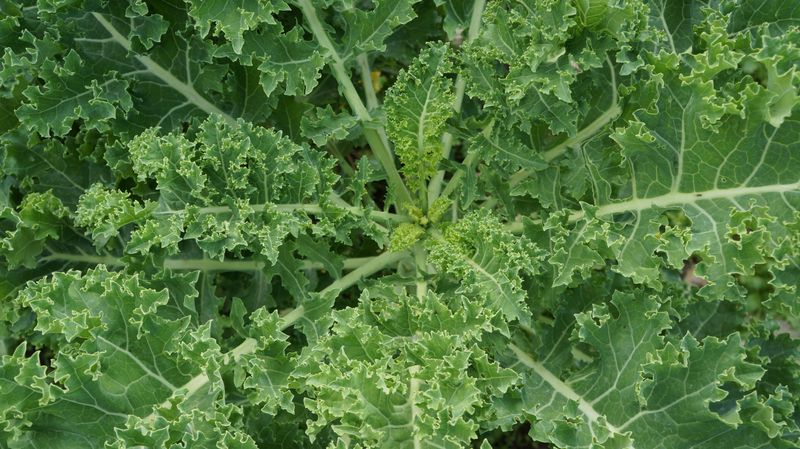 Kale For Brain Health