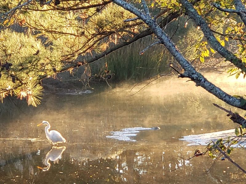 Chincoteague NWR, Virginia