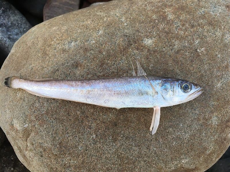Silver Hake